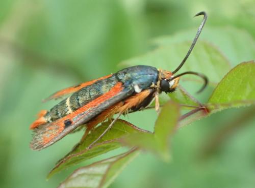 Réf. 185 015 : Pyropteron chrysidiformis